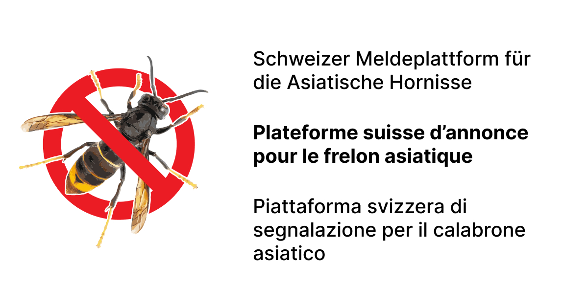 Schweizer Meldeplattform für die asiatische Hornisse