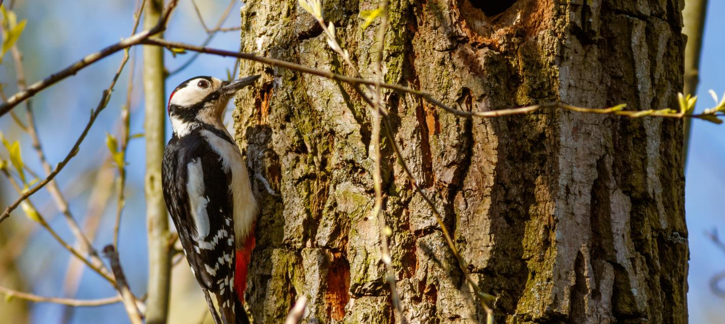 Streifzug durch die geheimnisvolle Vogelwelt