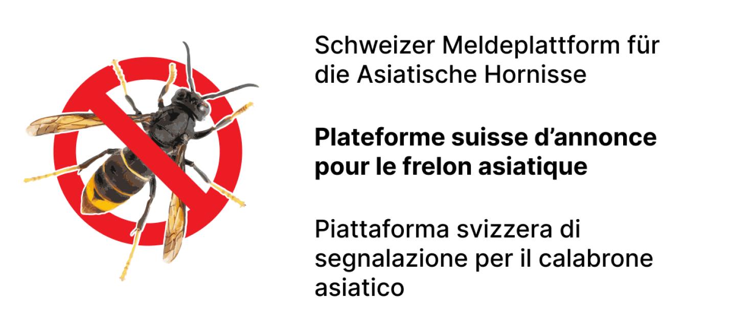 Schweizer Meldeplattform für die asiatische Hornisse