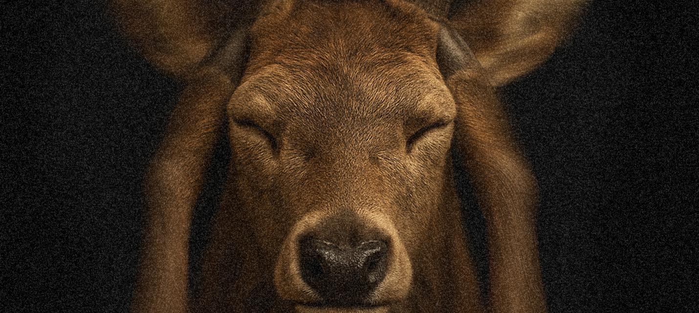 1. August - Feiern ohne Knallerei