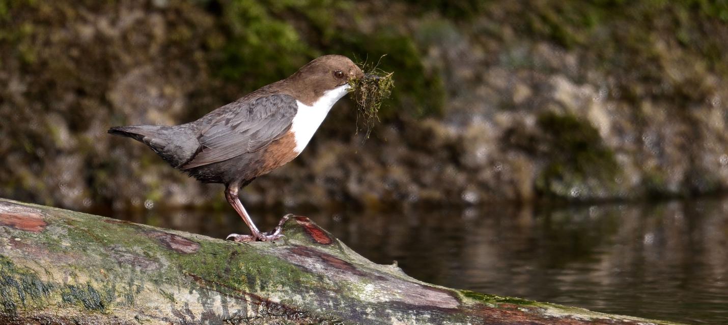 Wasseramsel