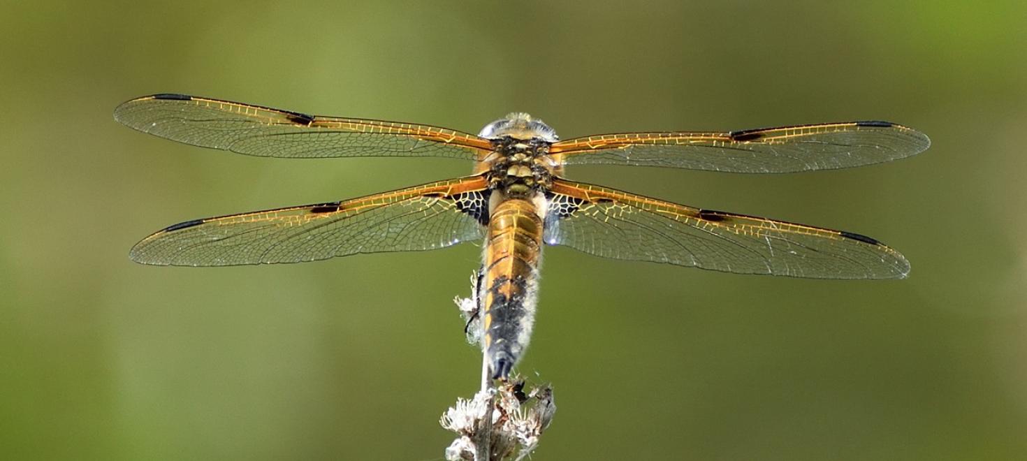 Filmvortrag «Könige für einen Sommer»