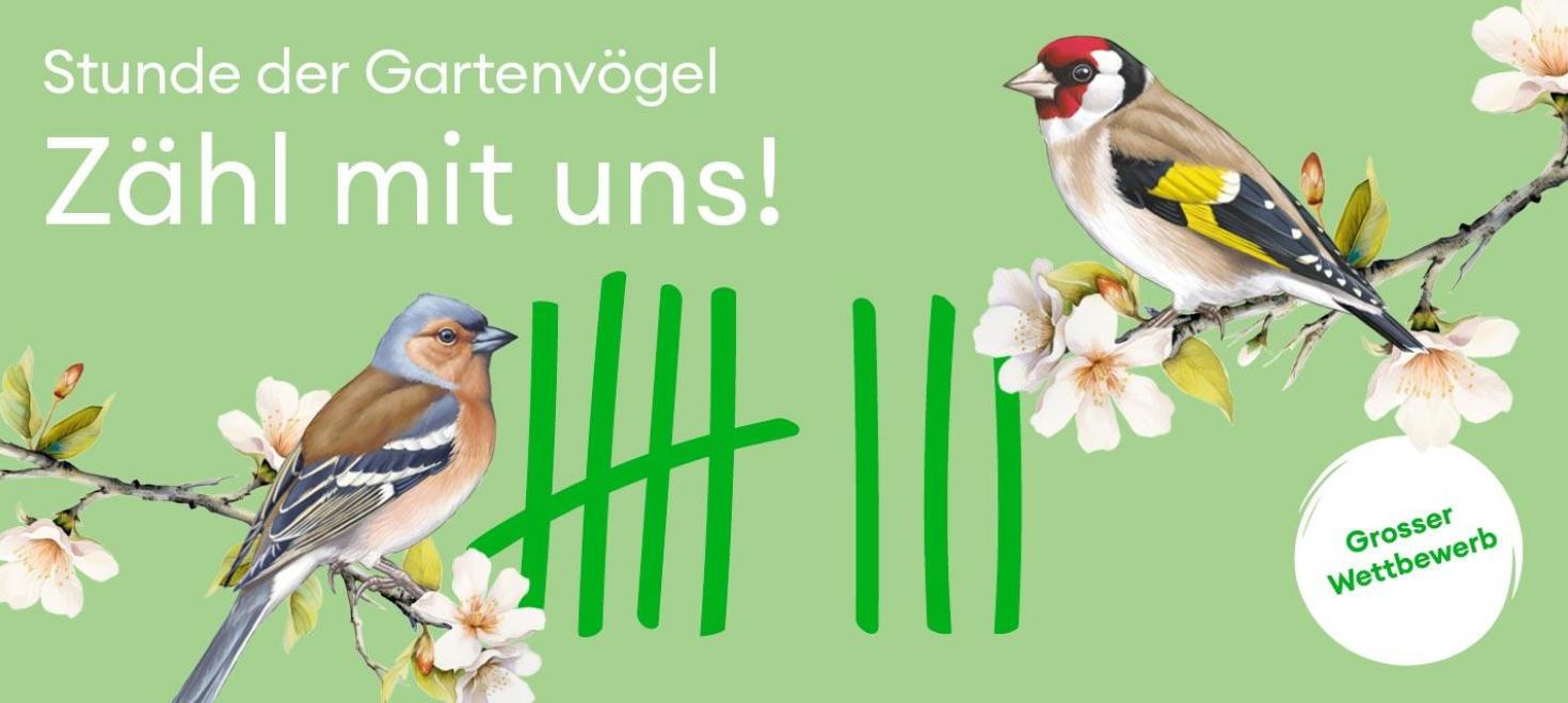 Stunde der Gartenvögel 7.-10. Mai 2026